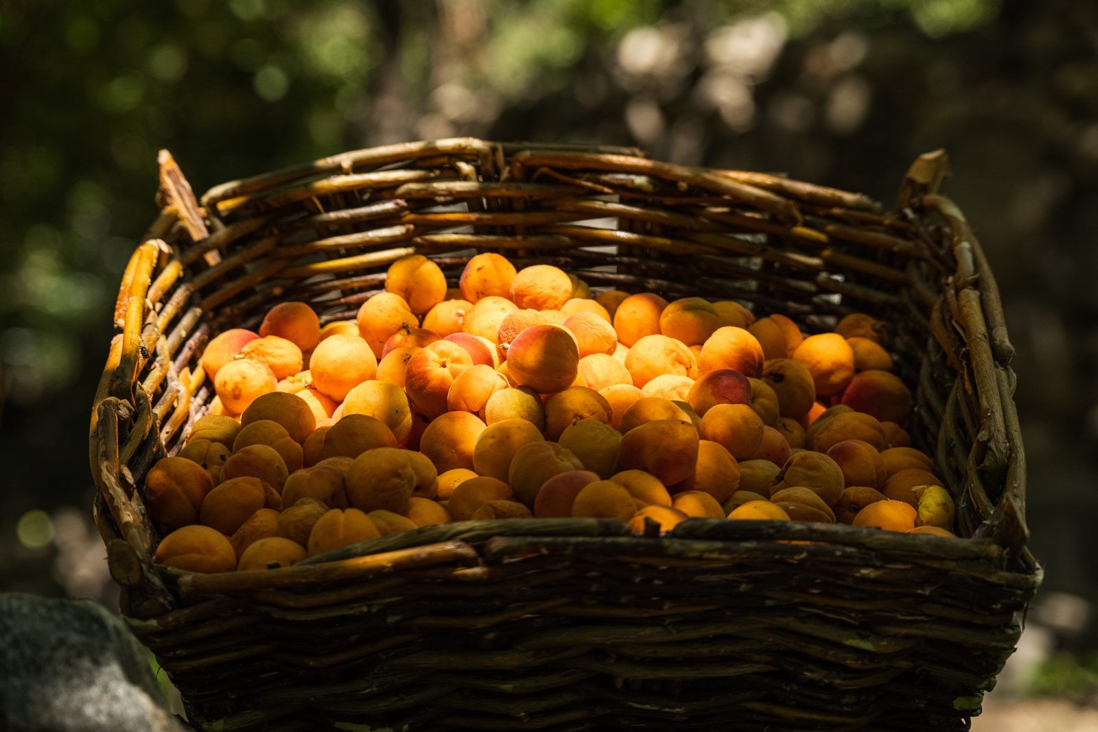 Under Himalayan Sun and Rain, Kargil’s Apricot Farmers Adapt to a Changing Climate