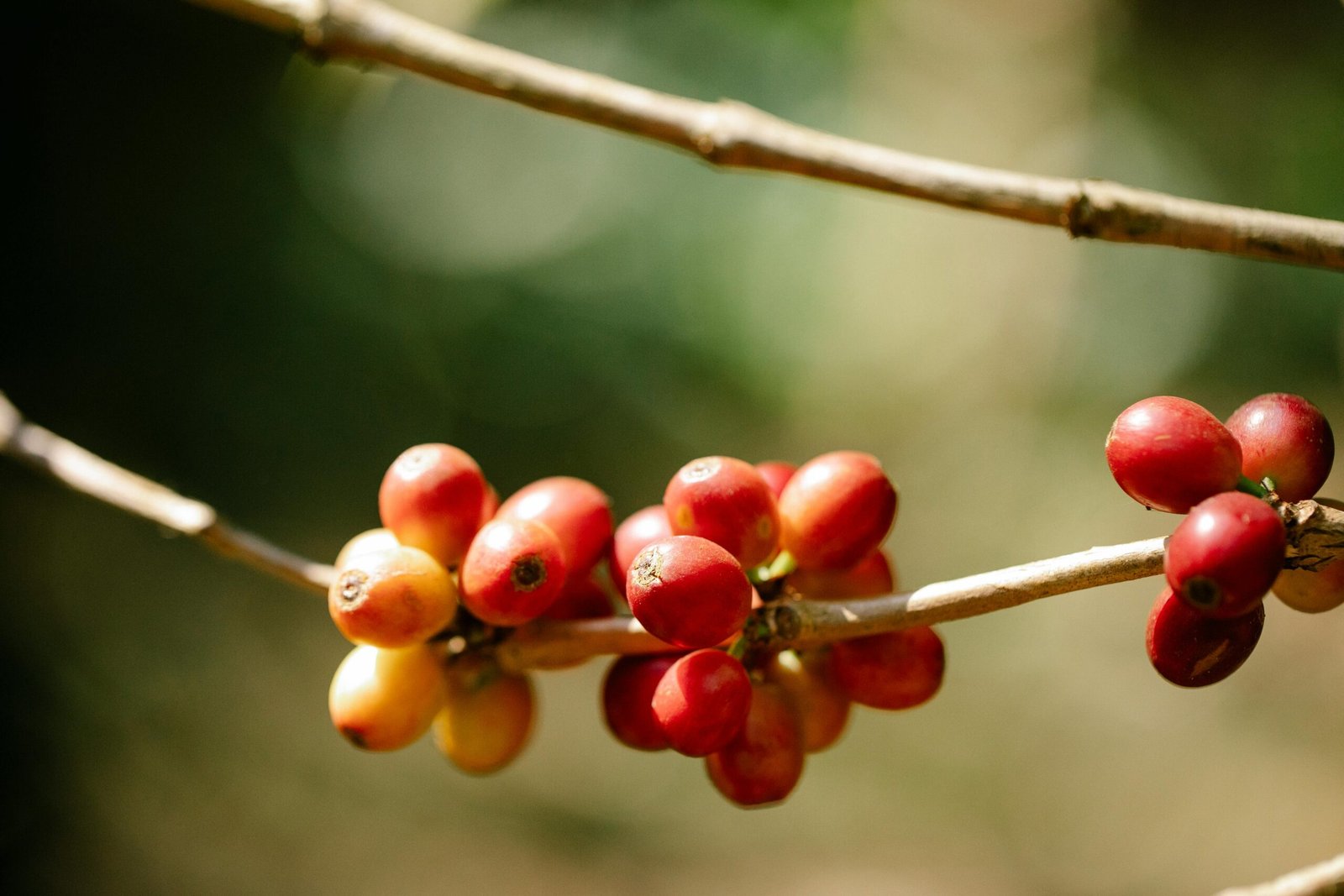Coffee beans at a plantation