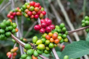 The Search for Climate Resilient Coffee in a Warming World