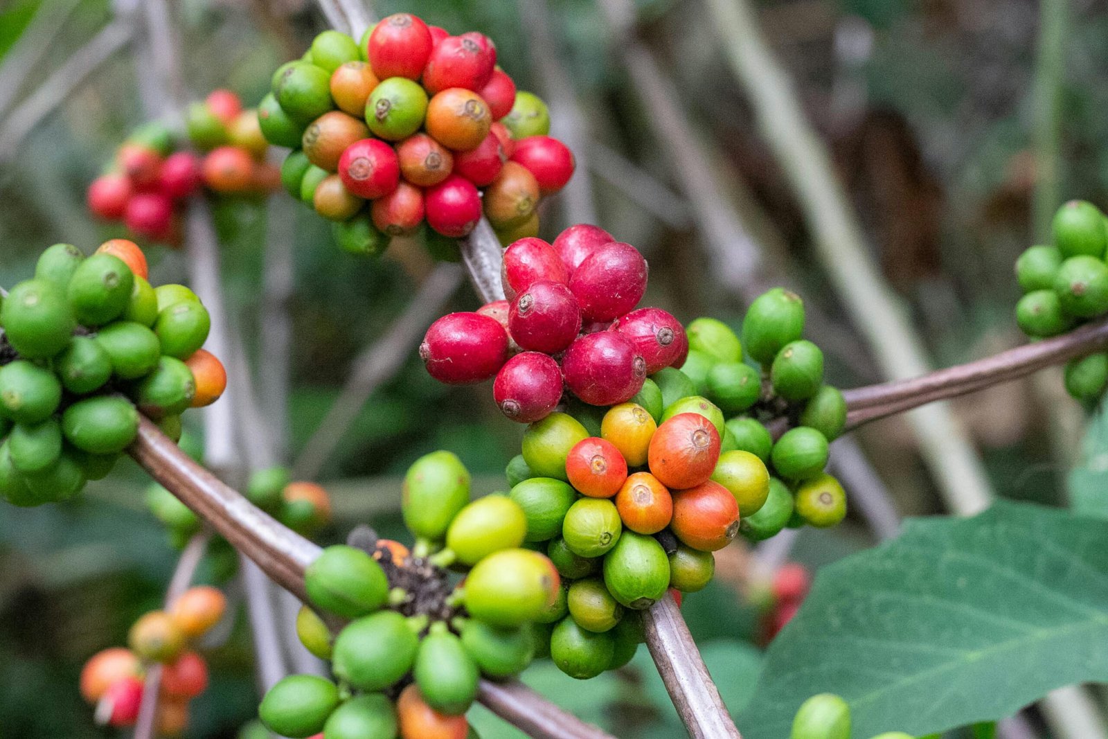 The Search for Climate Resilient Coffee in a Warming World