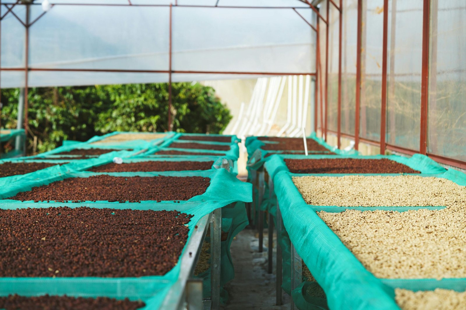 Coffee beans drying in Viet Nam. 