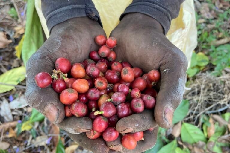 Harvested coffee beans
