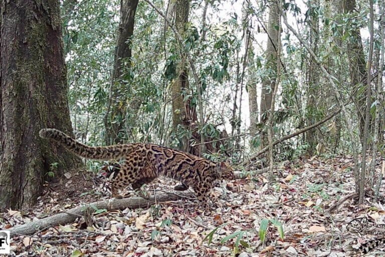 Eastern Himalayan Communities Rally to Conserve ‘Near Threatened’ Marbled Cat