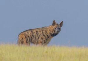 Village documents 600 species through a community-led survey
