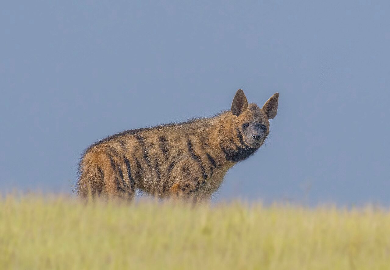 Village documents 600 species through a community-led survey