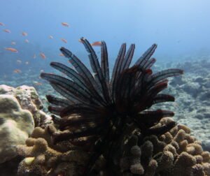 How are degraded coral reefs restored in India?