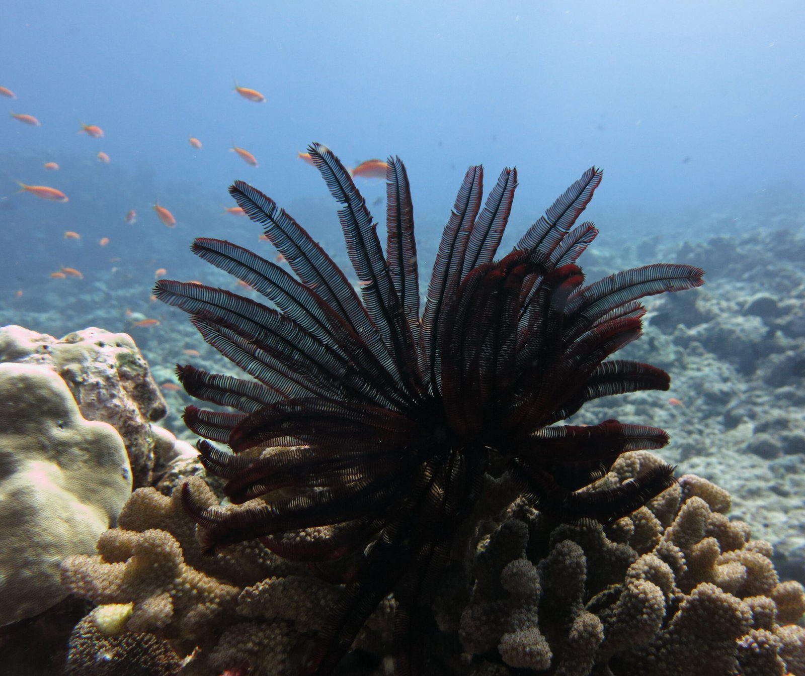 How are degraded coral reefs restored in India?