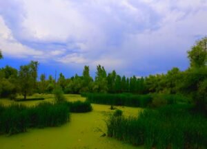 Kashmir’s children are turning wetland loss into community action