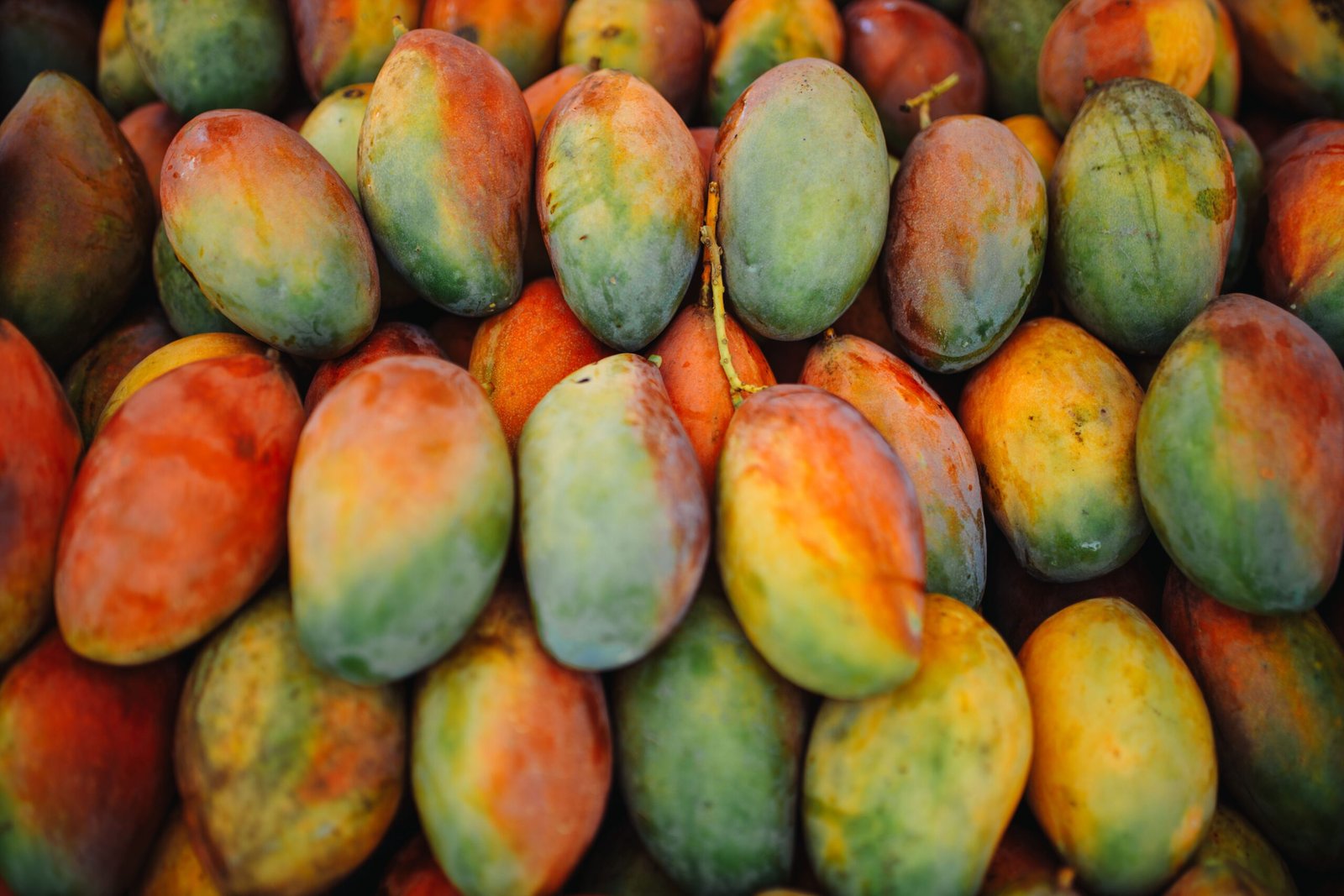 India Grows the World’s Mangoes. Why Doesn’t It Have a World-Class Mango Economy?