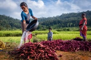 The Rs 1.75 Lakh Crore Question: Can Andhra Pradesh’s Natural Farming Model Transform Indian Agriculture?