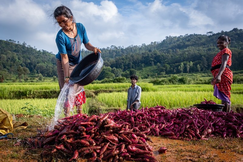 The Rs 1.75 Lakh Crore Question: Can Andhra Pradesh’s Natural Farming Model Transform Indian Agriculture?