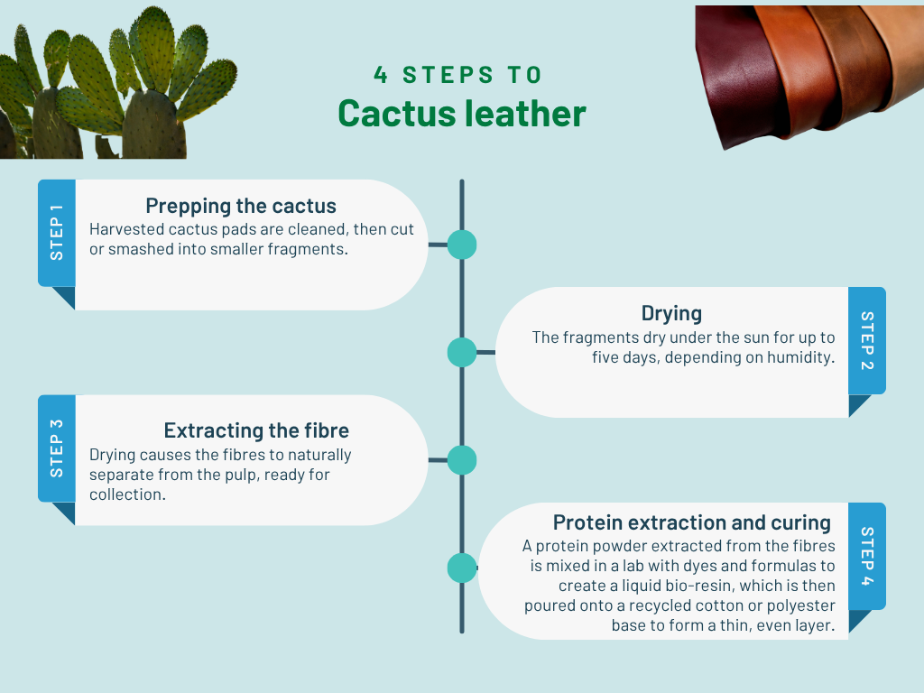 Infographic titled "4 Steps to Cactus leather" showing a four-step process. Step 1: Prepping the cactus – harvested cactus pads are cleaned and cut or smashed into smaller fragments. Step 2: Drying – the fragments are dried under the sun for up to five days, depending on humidity. Step 3: Extracting the fibre – drying causes fibres to naturally separate from the pulp, ready for collection. Step 4: Protein extraction and curing – a protein powder extracted from the fibres is mixed in a lab with dyes and formulas to create a liquid bio-resin, which is poured onto a recycled cotton or polyester base to form a thin, even layer.