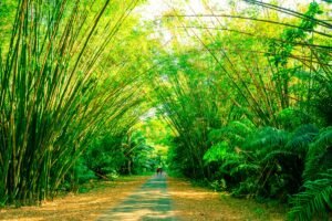Stabilising the Eastern Himalayas: Bamboo and Bioengineering