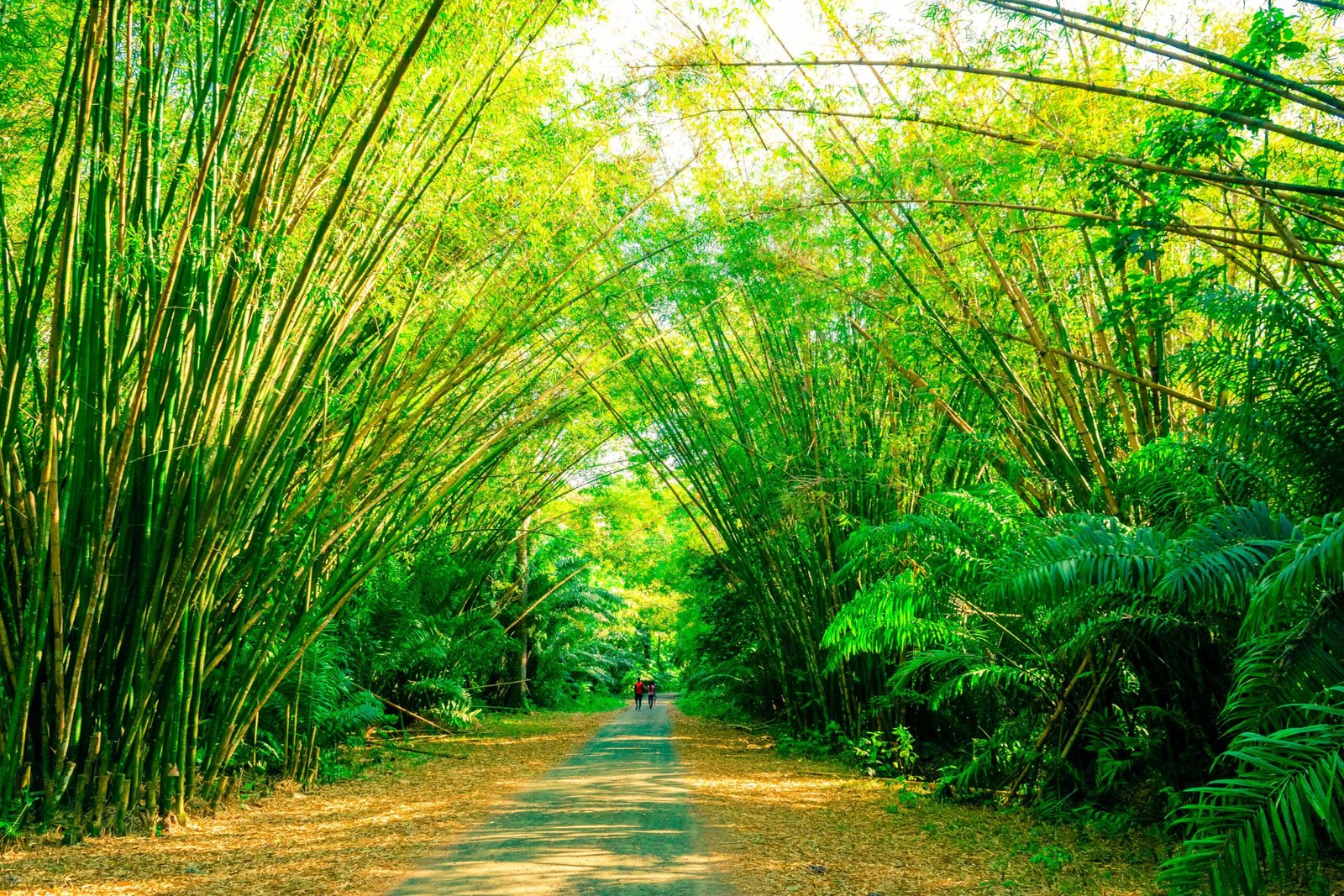 Stabilising the Eastern Himalayas: Bamboo and Bioengineering
