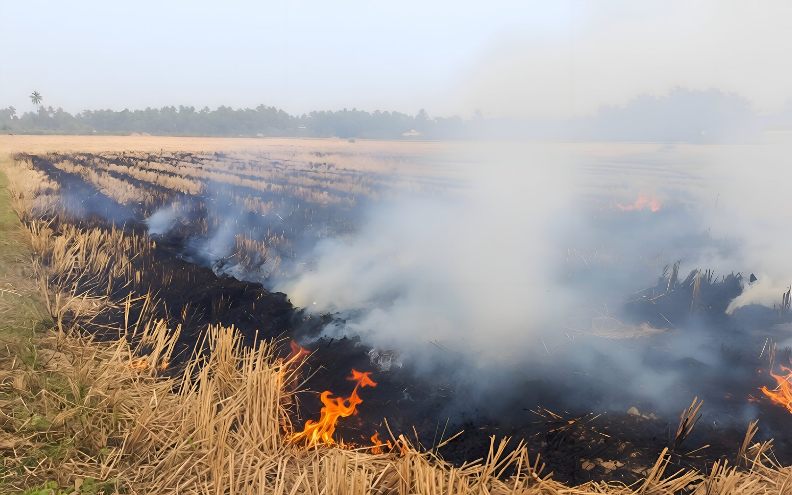 A paddy field aflame